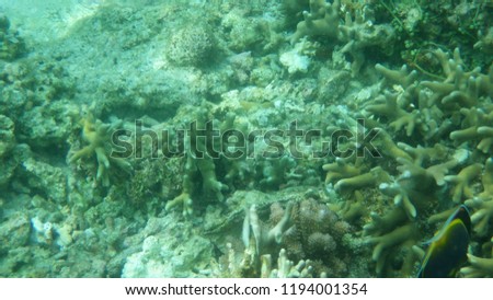 Philippines underwater coral reef photos 