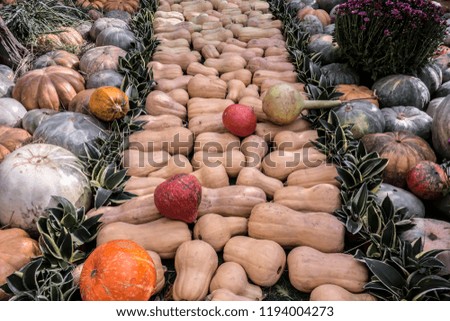 Various types of pumpkins are laid out in the form of a decorative path in the garden.