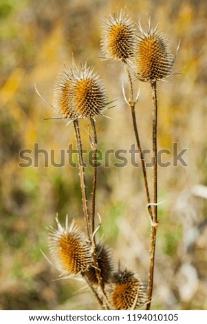 Macro picture of a milk thistle plant in autumn