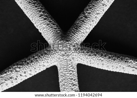 Black and white close up picture of a starfish on a dark background, selective focus.