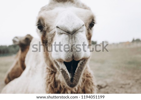 double-humped camel in zoo
