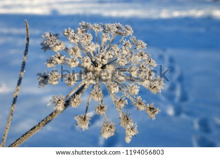High inflorescences Hogweed dusted with snow.