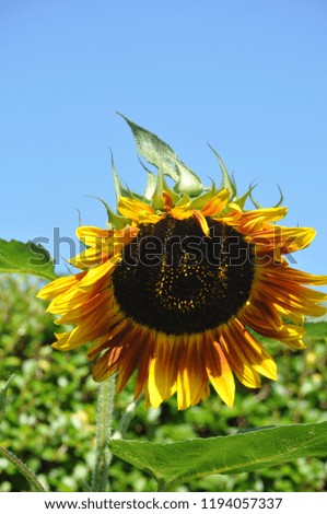 A sunflower and blue sky