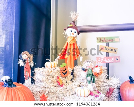 Traditional Halloween decoration at the corner of office space near glass windows wall entrance with natural light. Scarecrow, colorful leaves, harvested orange pumpkins, squashes, gourd on hays