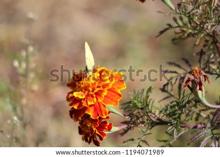 Butterfly sitting on an orange flower. Close-up photo