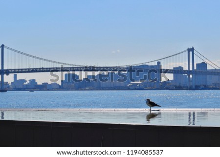 Viewing Rainbow Bridge and Tokyo Bay, with Seagulls