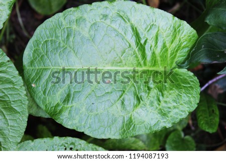 Big green leaf. Close up