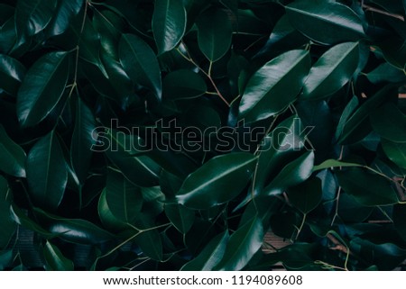 Natural Background of Green Leaves, ficus tree