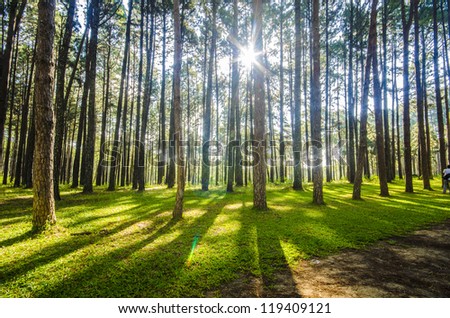 Pine Agroforestry. Boa Keaw Silvicultural Research Station (Suan Son Boa Keaw). Located on Hot-Mae Sariang road (Chiang Mai, Thailand) Royalty-Free Stock Photo #119409121