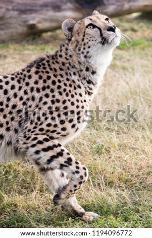Playful cheetah with spots walking