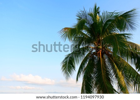 Coconut trees by the sea The sky is beautiful in the morning. Be a tourist and stay through family holidays.