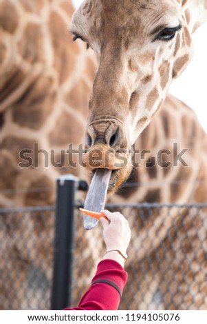 View of a giraffe being fed a carrot, with a close up macro view of the face, hand and tongue