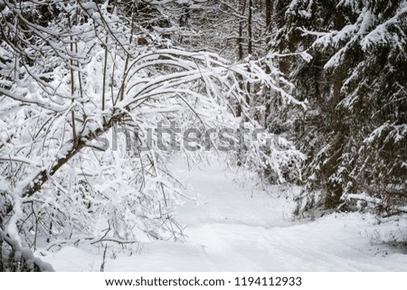 snowy forest road