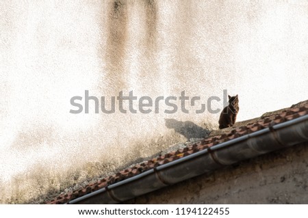 A Cat and its Shadow S6titing atop a Roof in France
