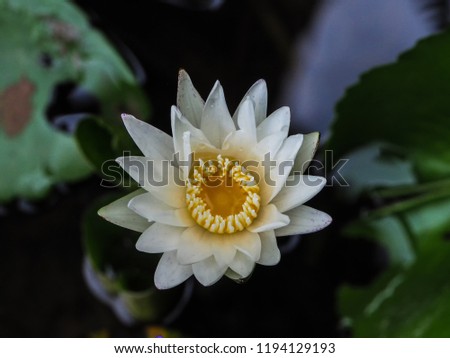 close up white lilly