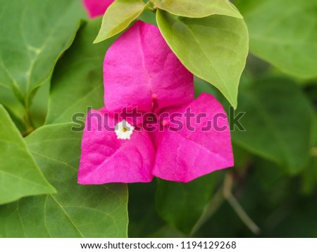 close up Bougainvillea side view