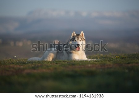 Beautiful gray Siberian Husky lies in the green grass against the backdrop of mountains