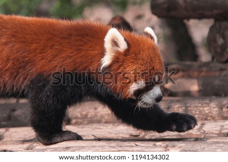 Red panda walking around