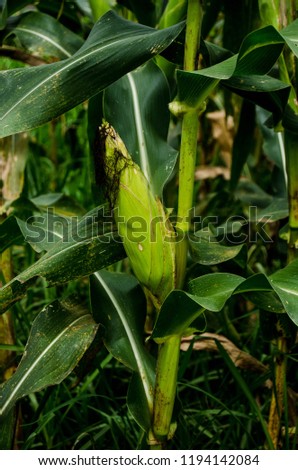 corn plant picture