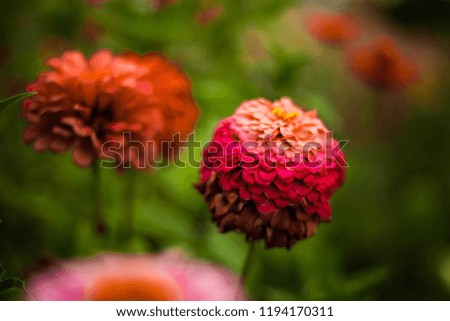 Bright pink-colored garden calendula flower