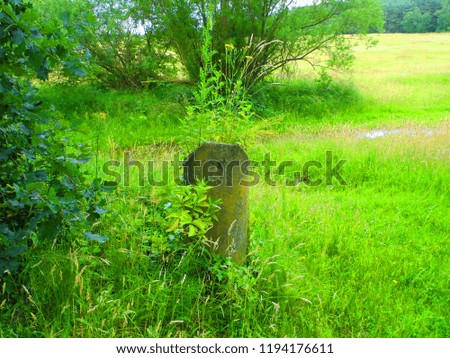 concrete pole in nature. picture has natural surrounding. in the pole there is a plant growing. the grass is uncut ted 