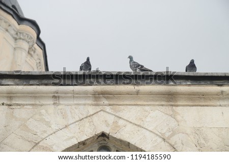 Turtledoves at Mosque