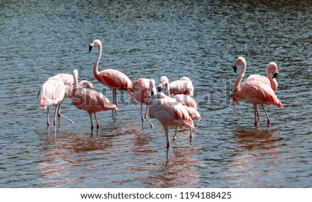 lovely group of flamingos in the water