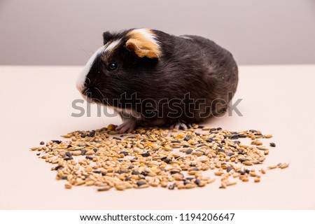 Funny guinea pig sitting on a pile of feed and eat different grain. Feeding guinea pig.