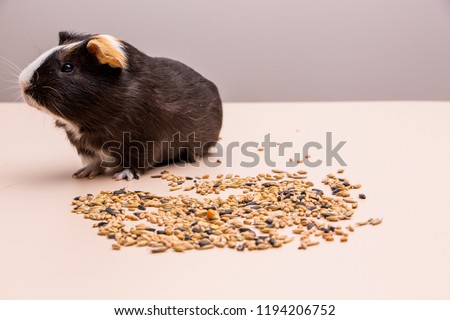 Funny guinea pig sitting on a pile of feed and eat different grain. Feeding guinea pig.