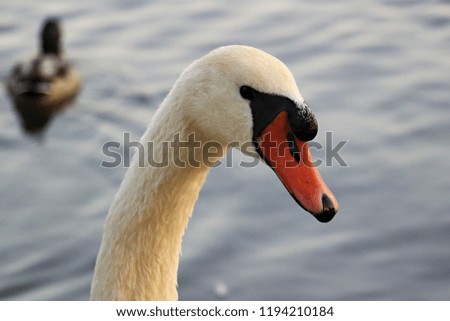 white swan head picture
