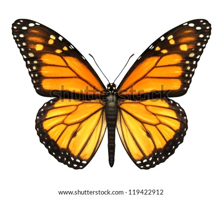 Monarch Butterfly with open wings in a top view as a flying migratory insect butterflies that represents summer and the beauty of nature. Royalty-Free Stock Photo #119422912