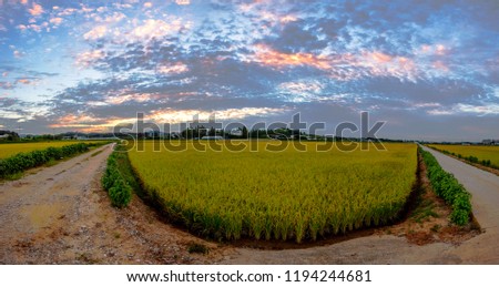 Korea Asan-si,Yellow rice fields in the morning Natural Sunrise Bright Dramatic Sky and Dark Ground Country site landscape Under Scenic. Colorful Sky at sunrise sun over skyline Horizon Warm Colors.