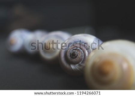 Macro picture with set of snail shells and strong shallow depth of field
