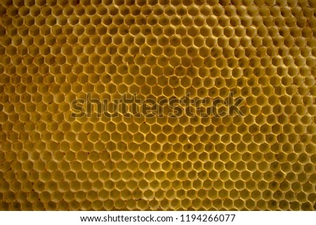 Macro picture of beehive without bees