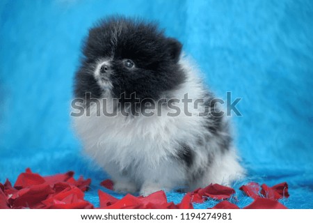 black and white puppy Pomeranian on a blue background