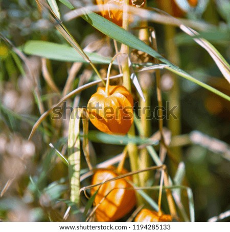 autumn physalis, physalis plant in dry field grass in the sun