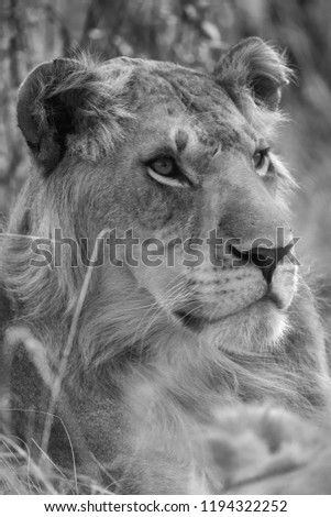 Closeup of a Lion, Masai Mara