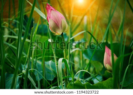 Beautiful pink lotus flower in blooming at sunset