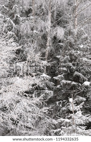Tree branches under the snow, winter forest landscape, monochrome