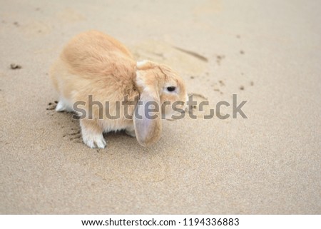 cut little rabbit is playing on the sand