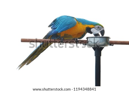 colorful parrot is eating on the small log isolated white background