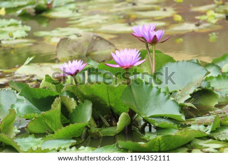 pinkish lotus in pond