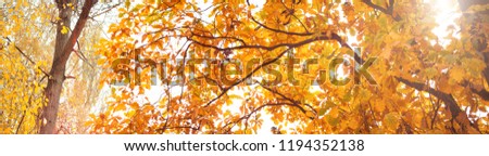 
Panorama of the autumn sky and trees
