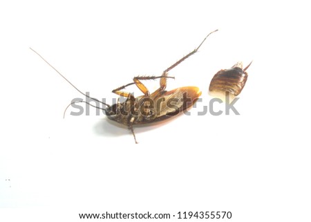 
cockroach On a white background
