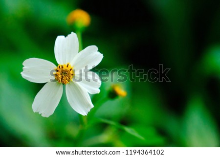 Beautiful close up shot of Spanish needle or Black-jack flower with blurred background.