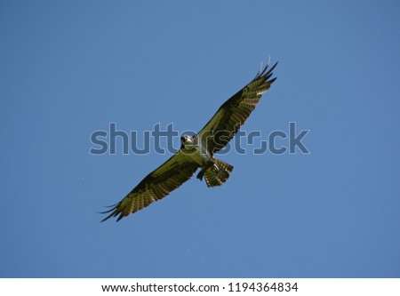 North American osprey flying high thru a brilliant blue sky, clutching a fish in its talons.