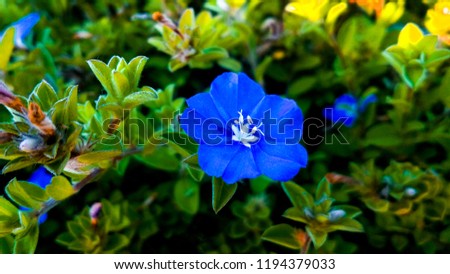 fresh blue flower. I captured this photos in morning in "Shegaon". Blue is best. Nature is really beautiful.