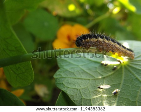 cabbage caterpillar on nasturtium Scotland 