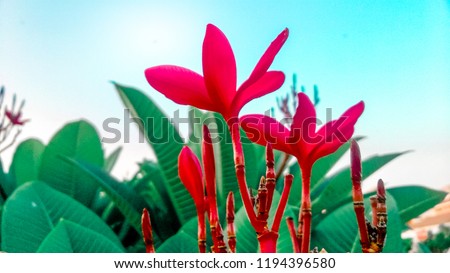 This is another fresh photo from my nature collection. Red flowers with blue sky and green leaves represents freshness. Nature is really beautiful.