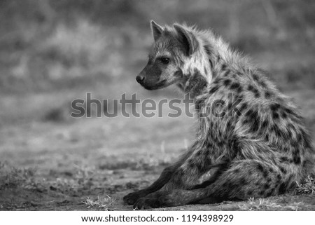 Portrait of a Hyena cub, Masai Mara